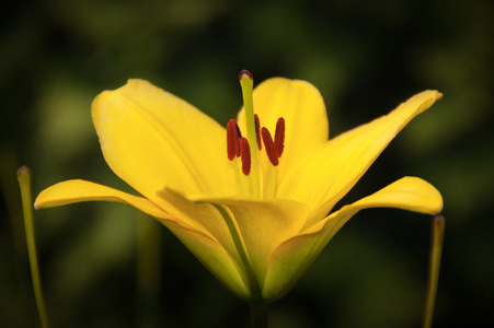 黄色百合花