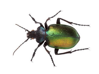 白色衬底上的森林卡特彼勒猎人 黑 sycophanta照片