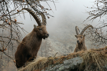 弗兰克  卡普拉 ibex