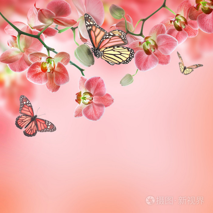 热带兰花与蝴蝶花卉背景