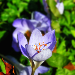 秋水仙花图片