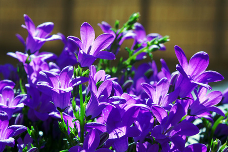 风铃草紫色花