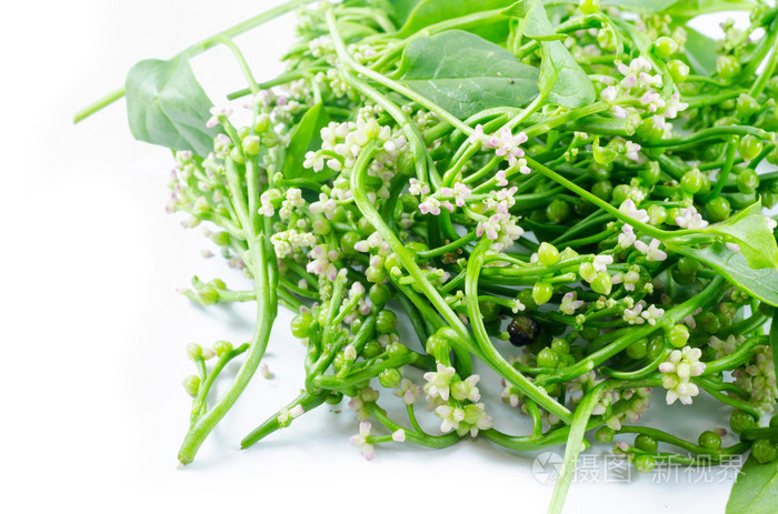 花落葵阿尔巴或马拉巴尔菠菜白色