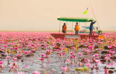 坤帕瓦比 乌隆他尼，泰国在池塘里的荷花红