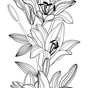矢量背景装饰百合花卉剪影照片