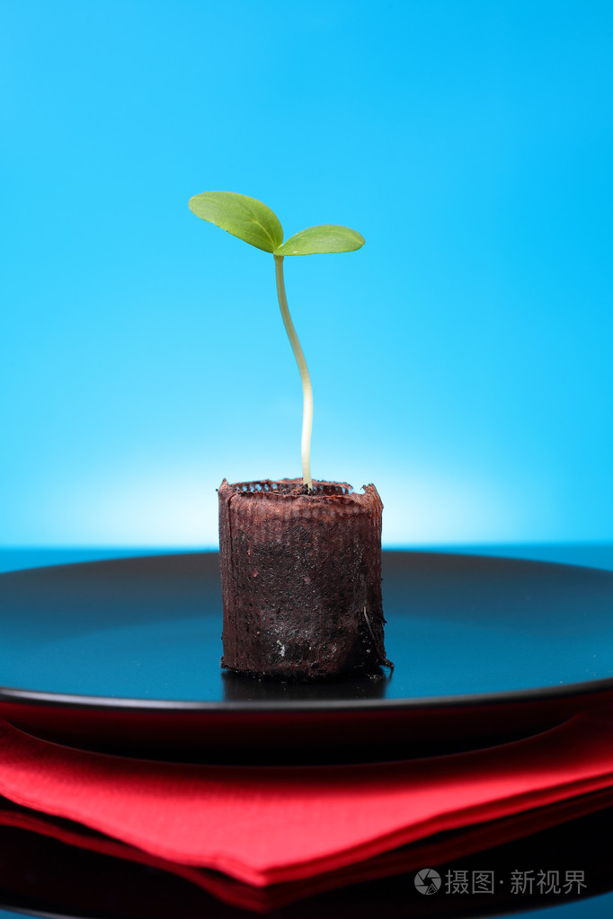 一个绿色的新鲜豆芽