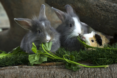 吃了三个兔子