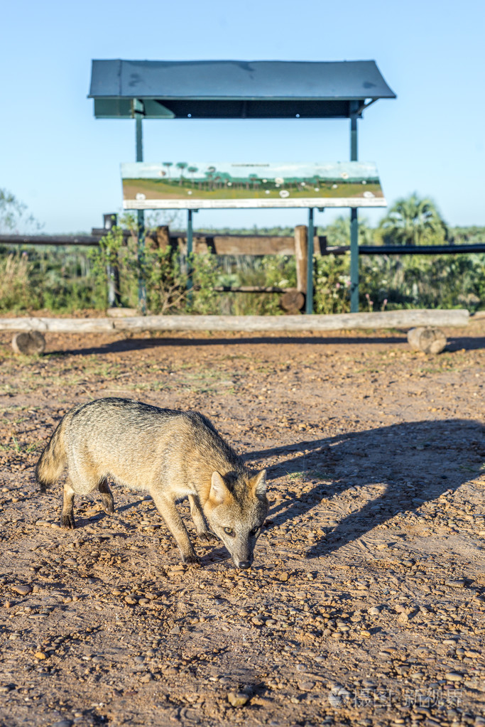 山狐狸在 el 掌国家公园,阿根廷