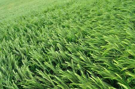 绿色小麦作为农业的背景纹理