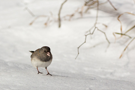 黑眼灯芯草雀在雪地上图片