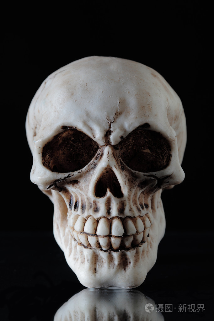 人类头骨