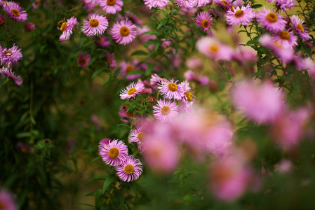 鲜花背景