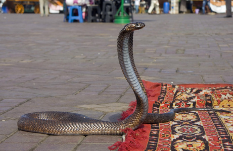 地毯蛇图片
