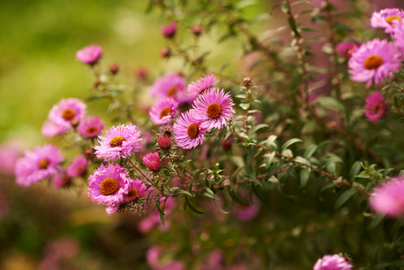 紫菀花