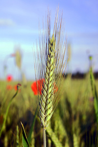 成熟的小麦的耳朵