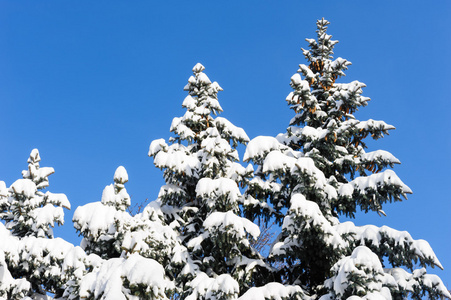 积雪覆盖的杉木树