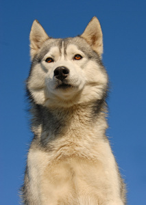 西伯利亚雪橇犬