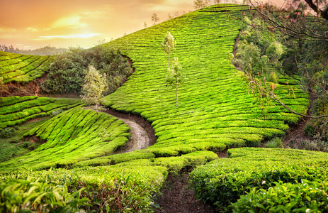 在印度的茶叶种植园