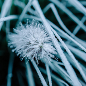 植物和草上霜的特写镜头