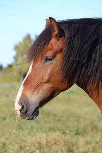 skewbald 匹漂亮的马的画像