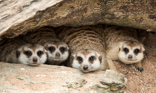 马达加斯加猫猫鼬的肖像照片