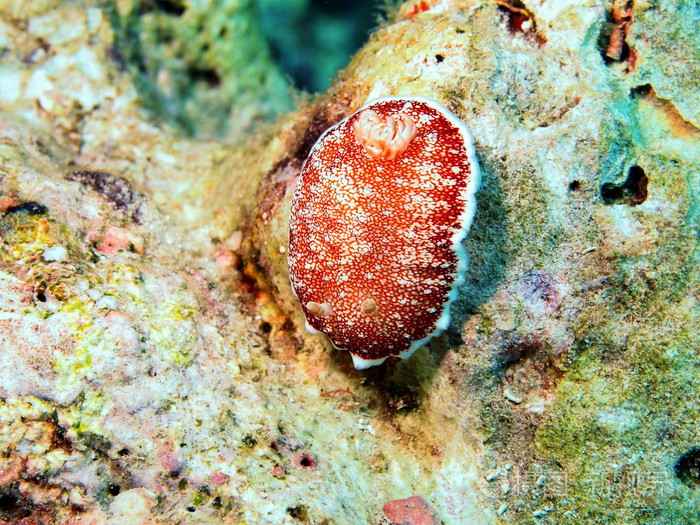 海蛞蝓品种图片