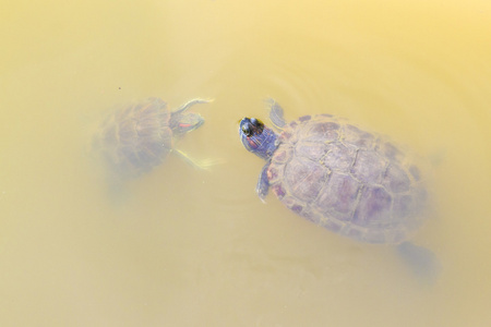 游泳海龟