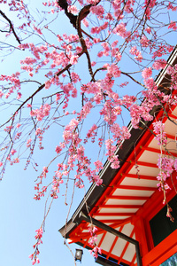 日本的寺院和小樱