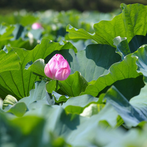 粉红色莲花