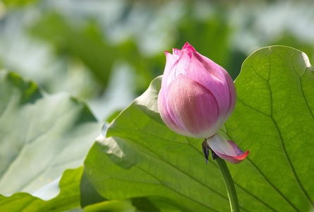 粉红色莲花