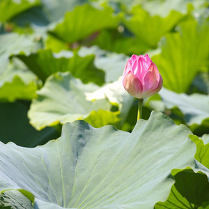 粉红色莲花