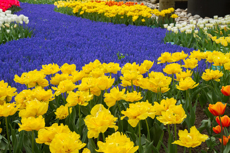 黄色的郁金香和蓝色穆斯卡里在荷兰的花园里