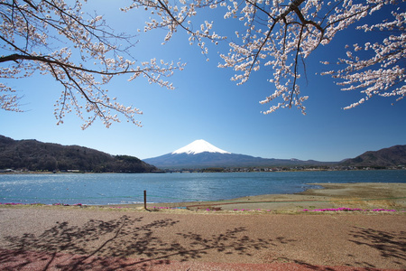 春天，樱花盛开樱花富士山