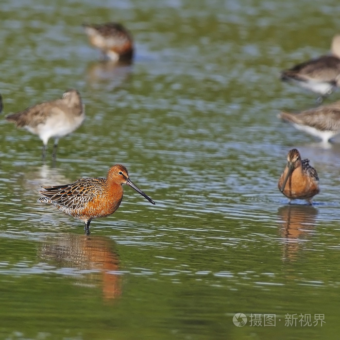 亚洲鹬