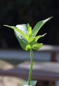 绿色的植物