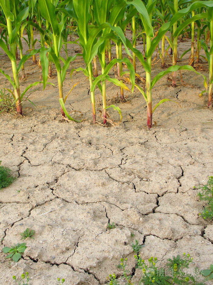 玉米和干旱