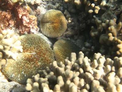 硬的海里珊瑚海洋生物在印度洋 maledives