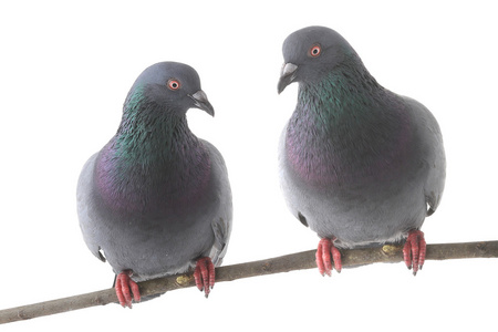 的鸽子在开花背景上婚礼元素的心在飞翔鸽子的插图两只白鸽开花背景