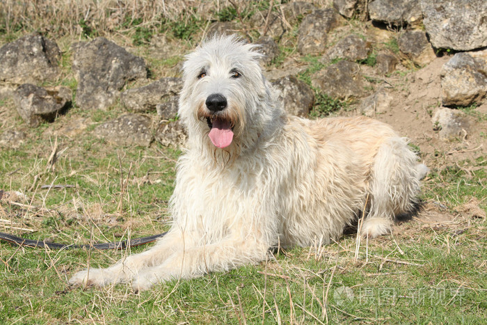 令人惊异的爱尔兰猎狼犬躺在石头花园