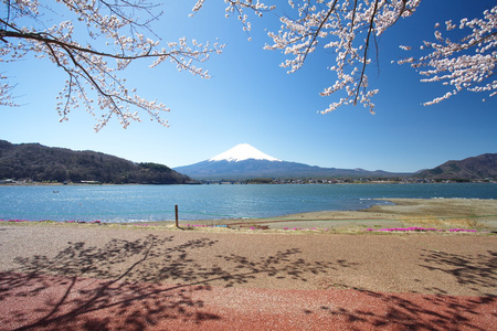 春天，樱花盛开樱花富士山