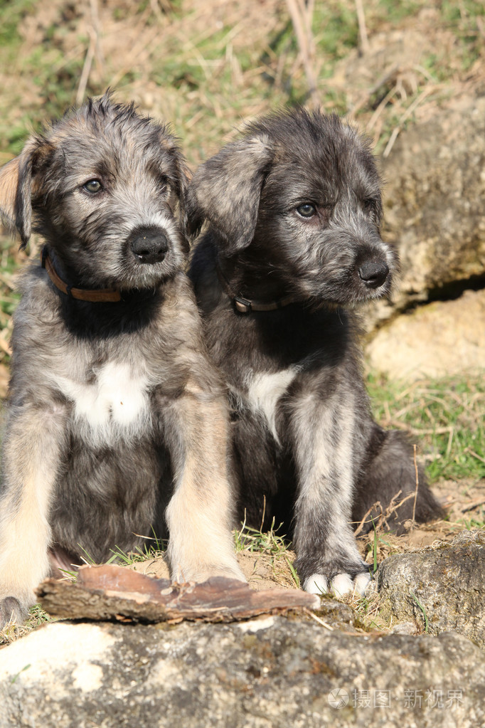 两只幼犬的爱尔兰猎狼犬在花园里