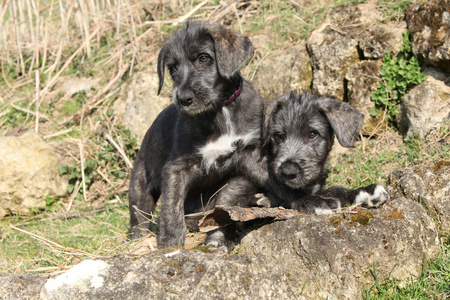 两只幼犬的爱尔兰猎狼犬在花园里摄影图