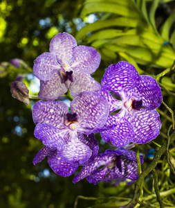 紫色兰花鲜花花束