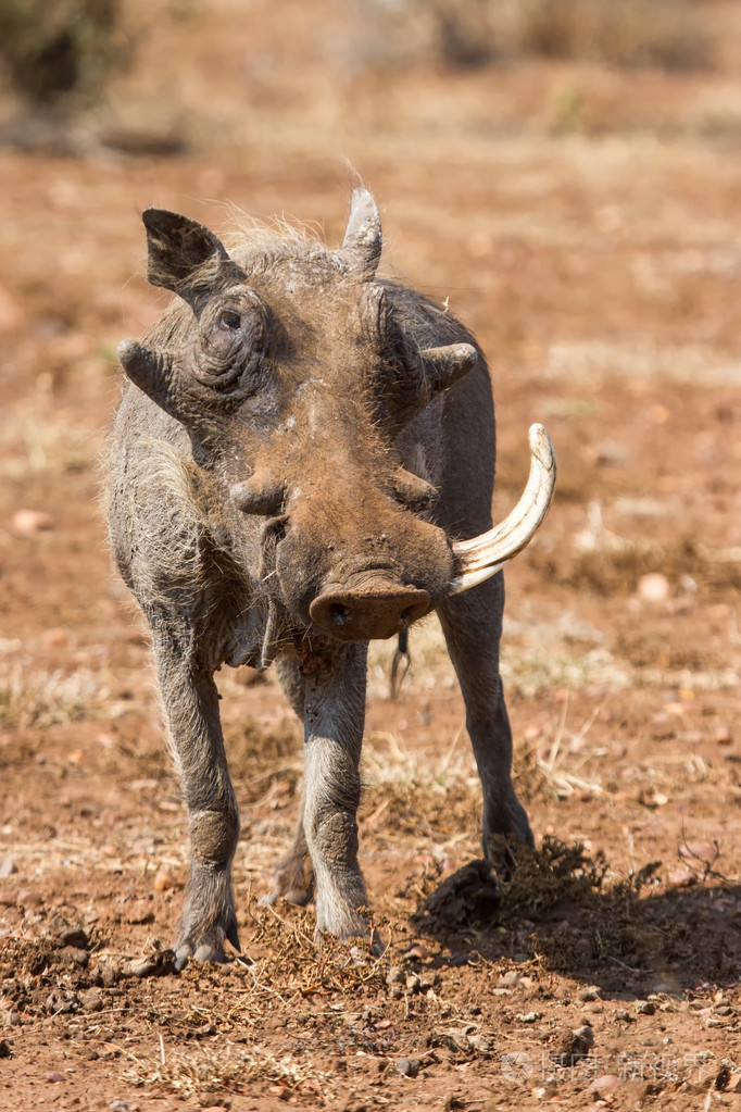 只有一颗牙老疣猪看起来很累