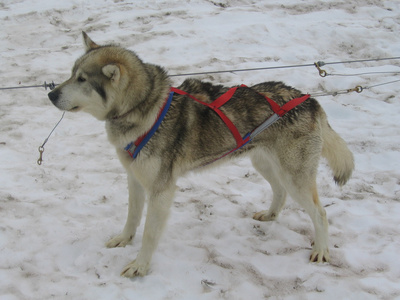 阿拉斯加哈士奇 musher 营地准备狗拉雪橇