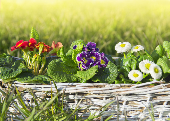 春天的花朵樱草花和雏菊在草坪上的草