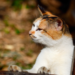 一只猫的特写视图