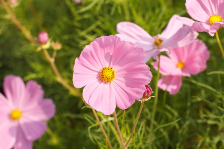 波斯菊花海