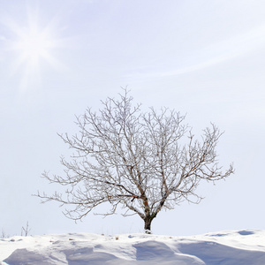 在边坡上的雪覆盖的树