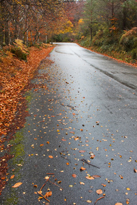 多彩的秋天的树木在蜿蜒的乡间小路